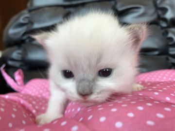 ラグドール【群馬県・女の子・2017年4月4日・ブルーポイントミテッド】の写真「可愛いブルーポイントミテッドの女の子♬」