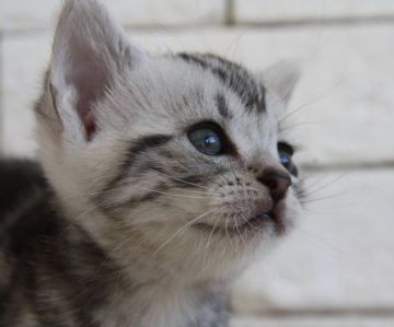 アメリカンショートヘア【群馬県・女の子・2019年8月10日・シルバータビー】の写真「可愛い女の子♫」