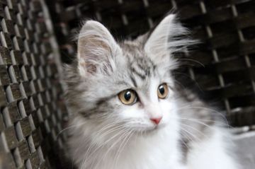 メインクーン【群馬県・男の子・2019年10月1日・シルバータビー&ホワイト】の写真「可愛い男の子♫」