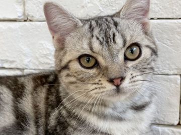 アメリカンショートヘア【群馬県・男の子・2020年3月1日・シルバータビー】の写真「可愛いお顔の男の子♫」