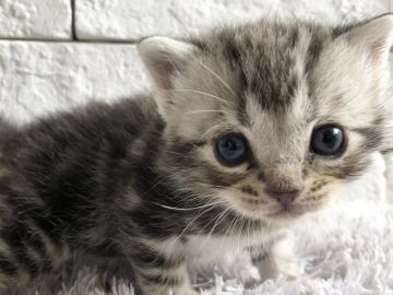 アメリカンショートヘア【群馬県・男の子・2020年4月11日・シルバータビー】の写真「可愛いシルバータビーの男の子♫」