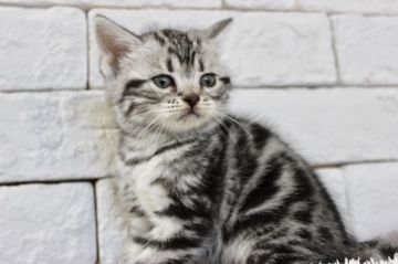 アメリカンショートヘア【群馬県・女の子・2019年10月15日・シルバータビー】の写真「可愛い女の子♬」