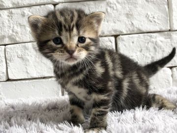 アメリカンショートヘア【群馬県・男の子・2020年4月11日・ブラウンタビー】の写真「可愛いブラウンタビーの男の子♫」