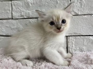 ラグドール【群馬県・女の子・2018年7月13日・ブルートーティポイント】の写真「可愛い女の子♫」