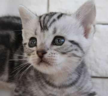 アメリカンショートヘア【群馬県・女の子・2019年8月10日・シルバータビー】の写真「可愛い女の子♫」