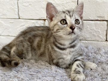 アメリカンショートヘア【群馬県・女の子・2020年5月27日・シルバーパッチドタビー】の写真「可愛いお顔の女の子♫」