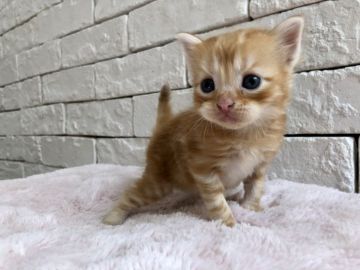 アメリカンショートヘア【群馬県・男の子・2018年7月16日・レッドタビー】の写真「可愛い男の子♫」