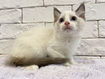 ラグドール【群馬県・男の子・2022年3月30日・ブルーポイントバイカラー（長毛）】の写真「可愛いお顔の男の子♫」