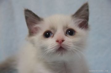 ラグドール【群馬県・男の子・2018年2月26日・ブルーポイントバイカラー】の写真「可愛い男の子♪」