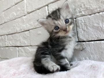 アメリカンショートヘア【群馬県・男の子・2018年7月16日・シルバータビー】の写真「可愛い男の子♫」