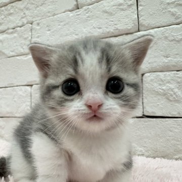 マンチカン(短足)【群馬県・女の子・2024年11月1日・ブルータビー（短毛）】の写真「丸顔の可愛い女の子♪♪」