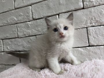 ラグドール【群馬県・男の子・2018年6月25日・ブルーポイントバイカラー】の写真「可愛い男の子♫」