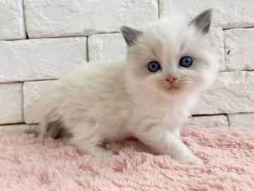 ラグドール【群馬県・女の子・2021年12月1日・ブルーポイントバイカラー（長毛）】の写真「可愛いお顔の女の子♫」