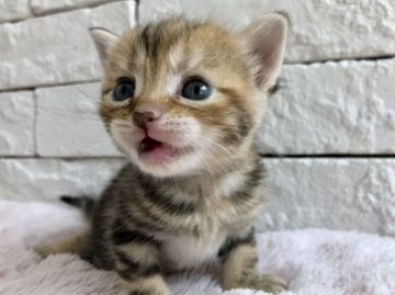 アメリカンショートヘア【群馬県・女の子・2018年7月16日・ブラウンタビー（ブ）】の写真「可愛い女の子♫」