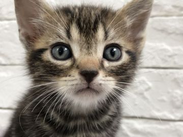 アメリカンショートヘア【群馬県・男の子・2020年5月27日・ブラウンタビー（短毛）】の写真「可愛いお顔の男の子♫」