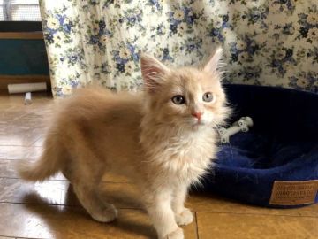 メインクーン【群馬県・男の子・2018年12月29日・クリームタビー】の写真「可愛い男の子🎵」