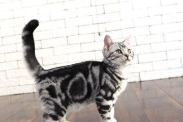 アメリカンショートヘア【群馬県・男の子・2019年10月15日・シルバータビー】の写真「可愛い男の子♫」