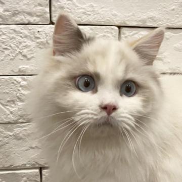 子猫を探す|ブリーダー直販の子猫販売【みんなの子猫ブリーダー】(3 ...