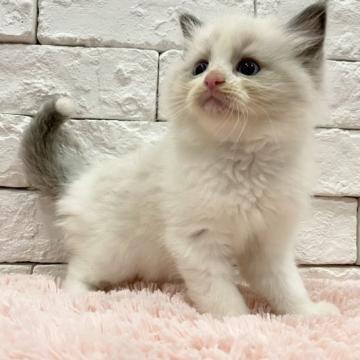 ラグドール【群馬県・女の子・2022年9月11日・ブルーポイントバイカラー（長毛）】の写真「6兄弟の可愛い女の子♫」