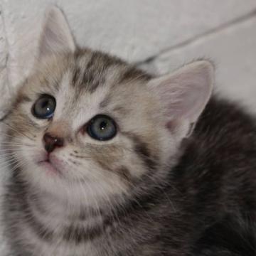 マンチカン(短足)【群馬県・男の子・2022年8月12日・シルバータビー（短毛〜中毛）】の写真「可愛いお顔の男の子♫」