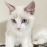 ラグドール【群馬県・男の子・2024年5月7日・ブルーリンクスポイントバイカラー】の写真1