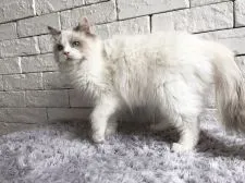 ラグドール【群馬県・女の子・2019年11月15日・ブルートーティポイントバイカラー】の写真1