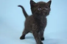 ミヌエット【群馬県・男の子・2018年8月1日・ブラックスモーク】の写真1