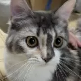 アメリカンショートヘア×ラガマフィン【群馬県・女の子・2024年4月29日・キャリコ】の写真1