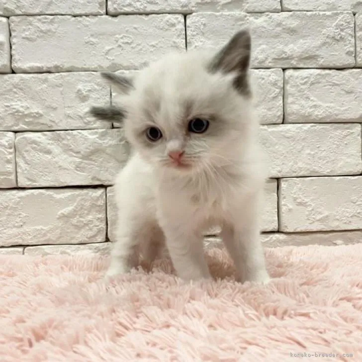 ID：2210-03009の子猫