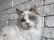 ラグドール【群馬県・女の子・2019年11月15日・ブルートーティポイントバイカラー】の写真2