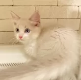 ラグドール【群馬県・男の子・2024年5月7日・ブルーリンクスポイントバイカラー】の写真2