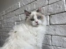 ラグドール【群馬県・女の子・2019年11月15日・ブルートーティポイントバイカラー】の写真3