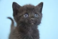 ミヌエット【群馬県・男の子・2018年8月1日・ブラックスモーク】の写真3