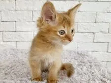 ソマリ【群馬県・男の子・2021年2月3日・レッド】の写真3