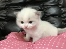 ラグドール【群馬県・男の子・2017年4月4日・ブルーポイントバイカラー】の写真4