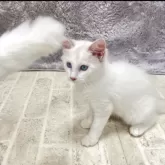 ラグドール【群馬県・女の子・2025年7月20日・ブルートーティーポイントバイカラー】の写真11