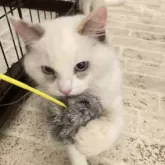 ラグドール【群馬県・女の子・2024年9月12日・ブルートーティポイントバイカラー】の写真7