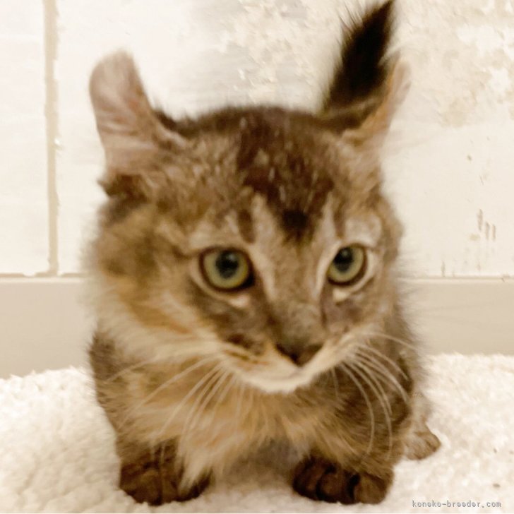 ブリーダー画像