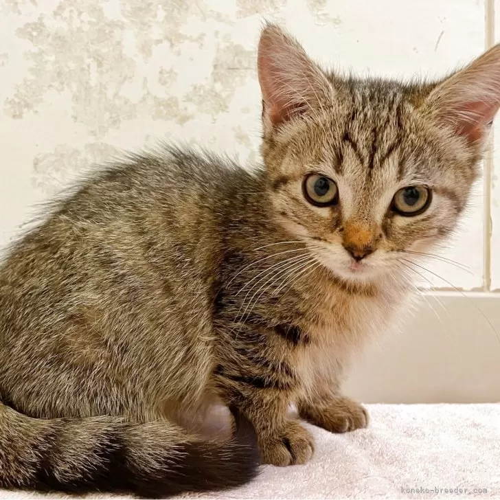 マンチカン✖️アメリカンカール【群馬県・女の子・2025年2月20日・ブラウンタビー】の写真1