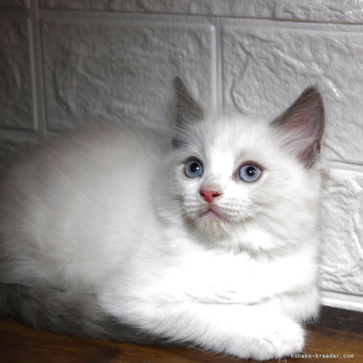 ブリーダー画像