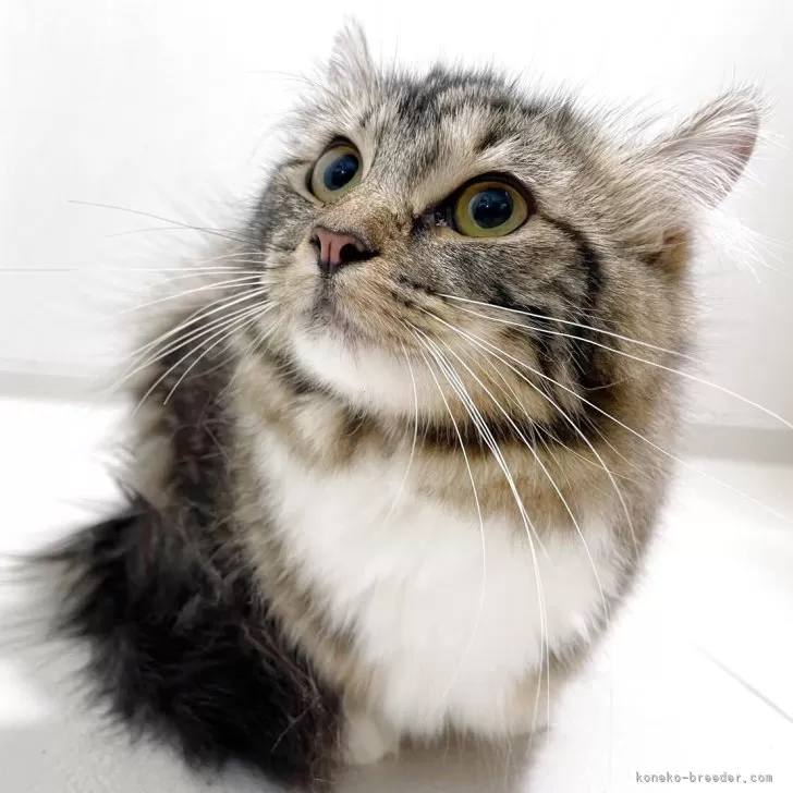 ID：2507-00087の子猫