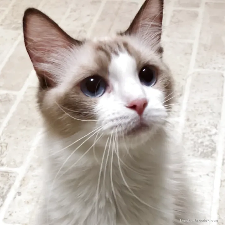 ID：2607-00234の子猫
