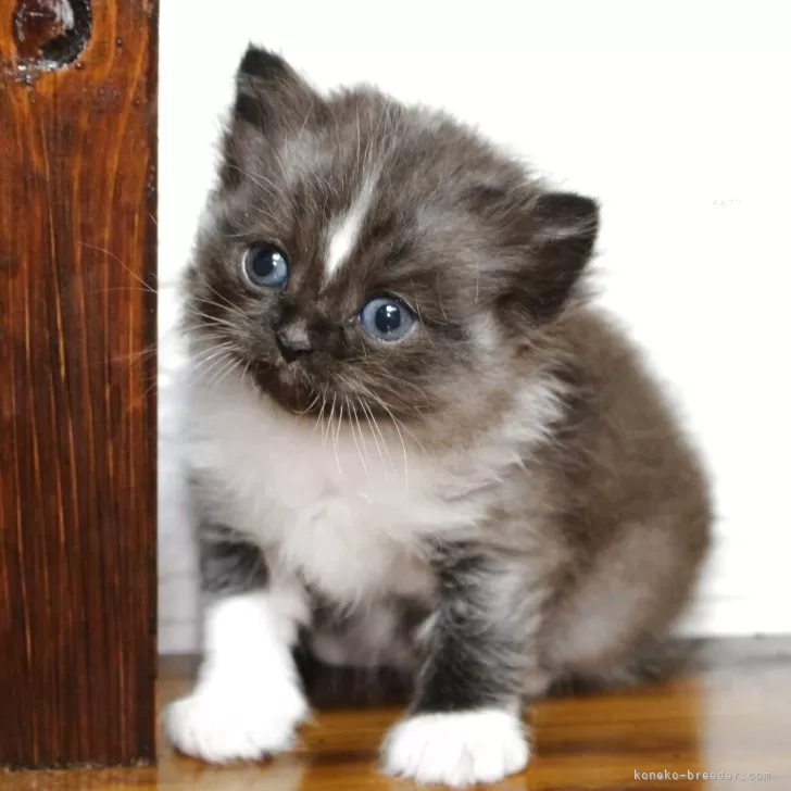 ID：2506-01094の子猫