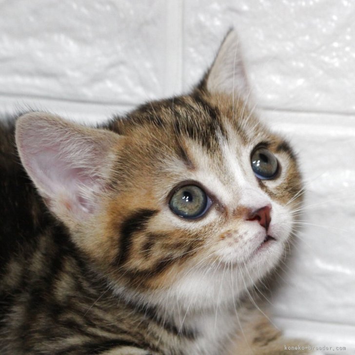 ブリーダー画像