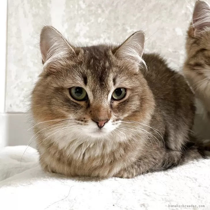 ふらり 様のお迎えした子猫
