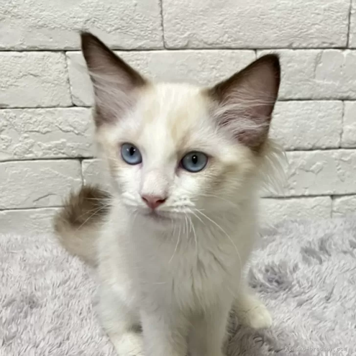 ID:2503-03038の子猫