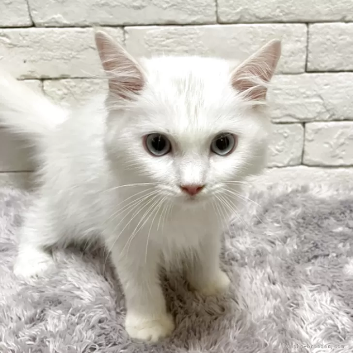ID：2508-02760の子猫