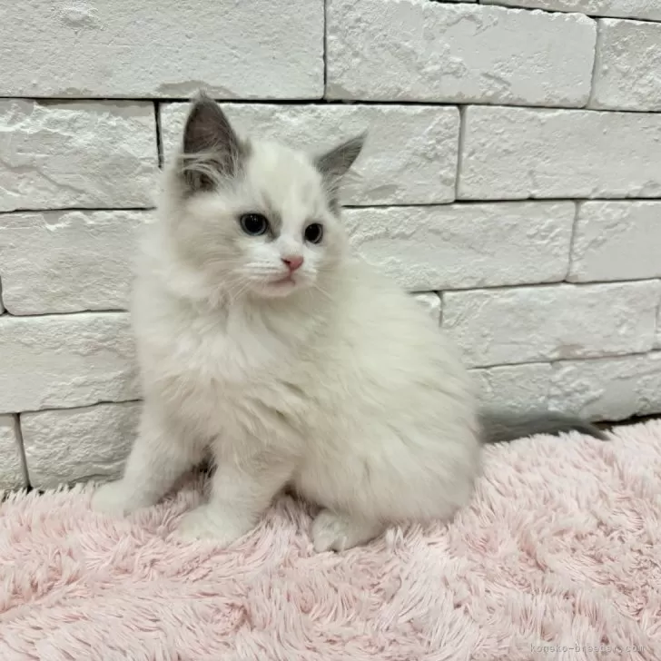 ID：2502-00686の子猫