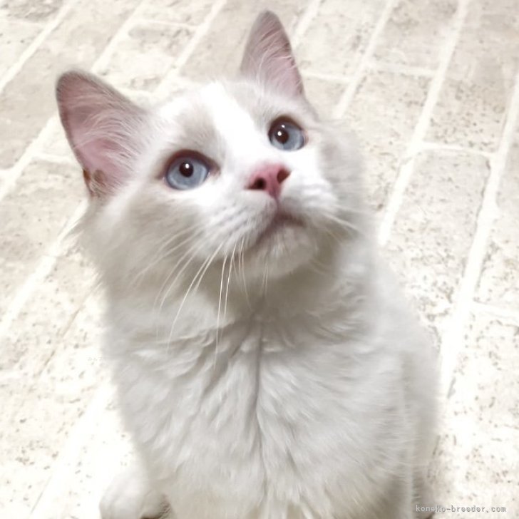 ブリーダー画像