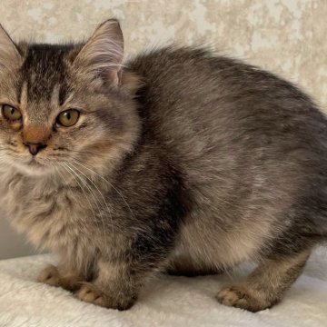 ラグドール×ソマリ【群馬県・女の子・2024年9月17日・ブラウンタビー】の写真「可愛い女の子💖」